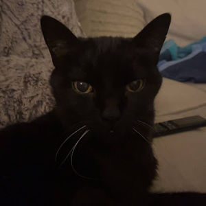 Meet your Posher, Pepper